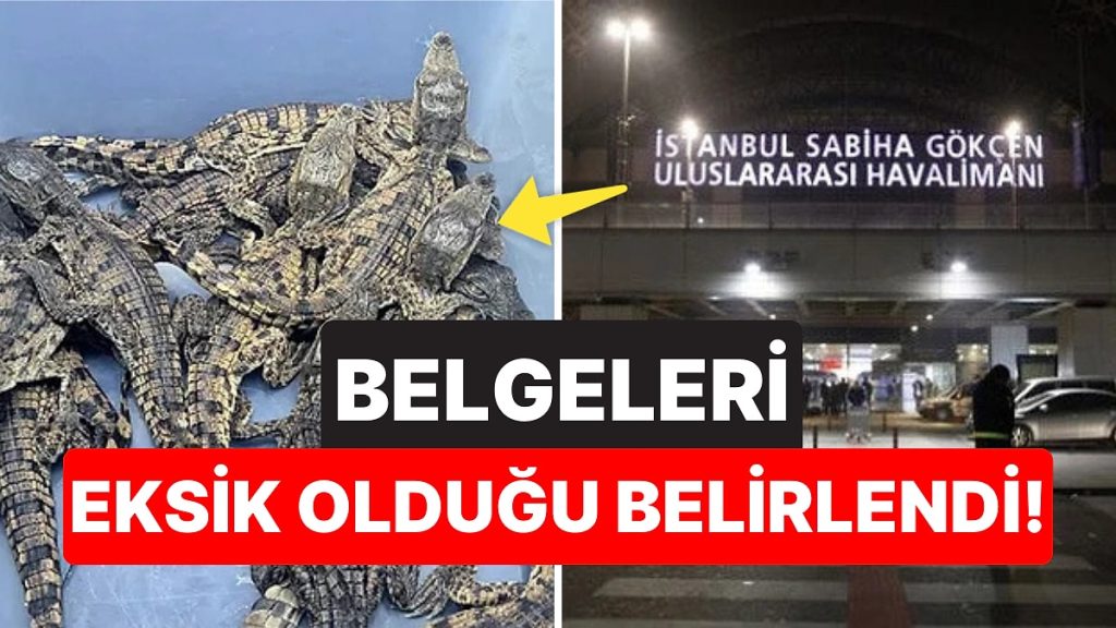 Sabiha Gökçen Havalimanı’nda Kaçak Yollarla Getirilen 17 Nil Timsahı ve 10 Nil Varanı Yakalandı