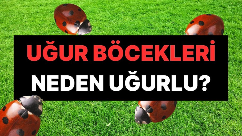 Uğur Böceğinin Uğurlu Sayılmasının Hak Vereceğiniz Sebebi