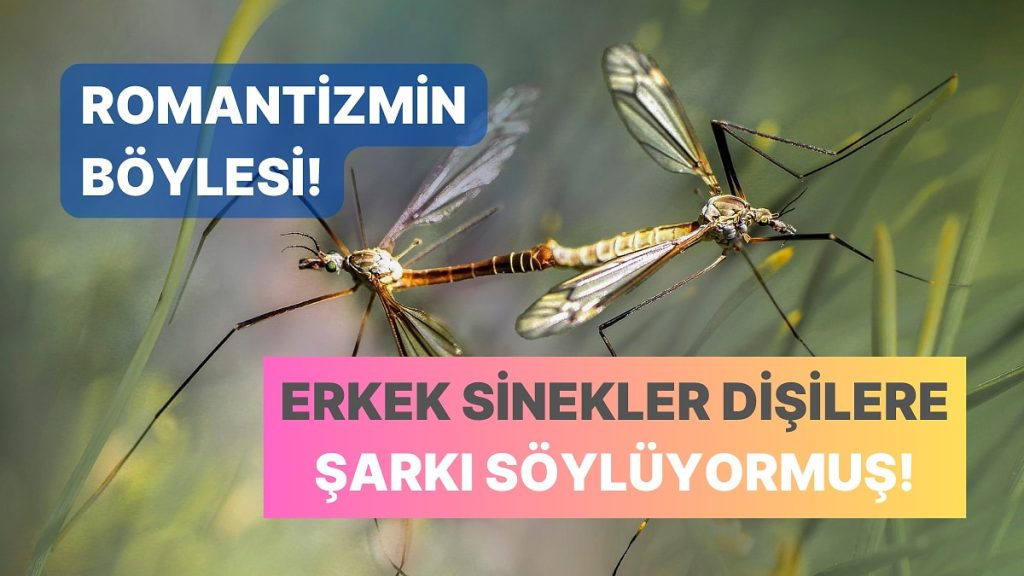 Sineklerin Tohumdan Küçük Olan Beyni Çözüldü