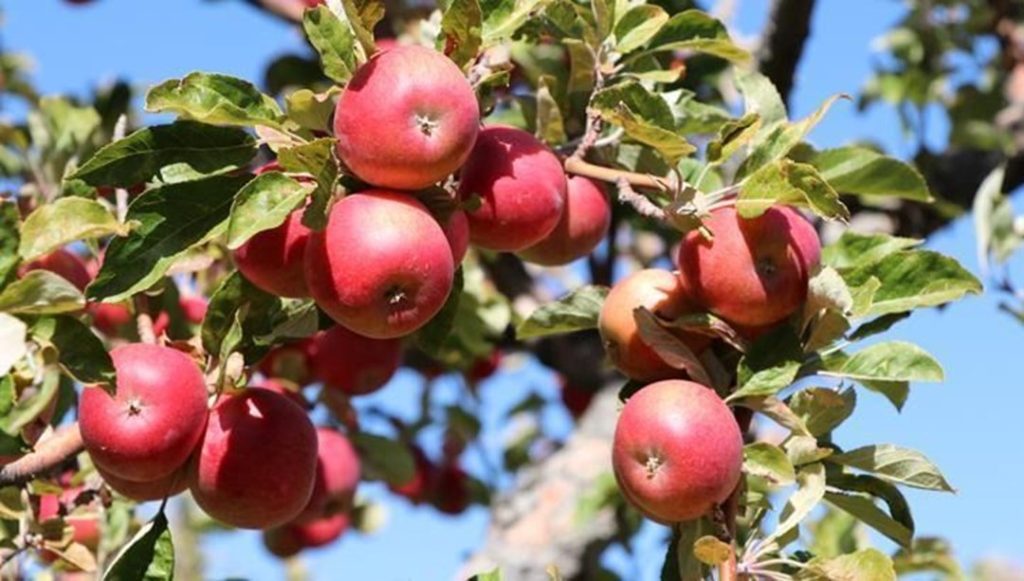 Yüksek sıcaklıklar elmada verimi ve kaliteyi düşürdü – Son Dakika Ekonomi Haberleri