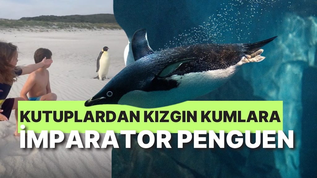 İmparator Penguenin Avustralya’nın Kızgın Kumlarında Ne İşi Vardı?