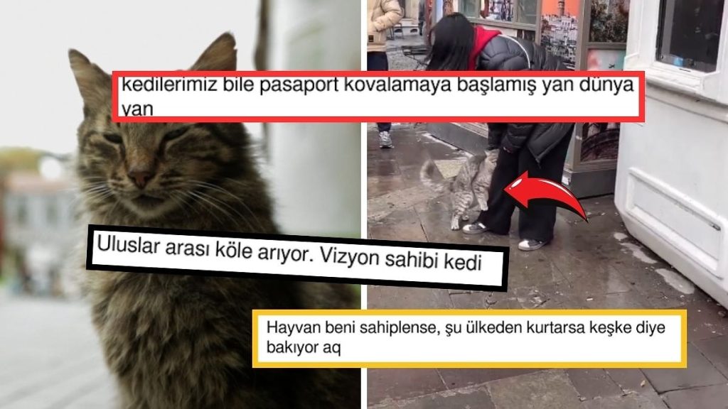 İstanbul’da Bir Turistin Ayağına Sarılan Kedi Sosyal Medyada Büyük İlgi Gördü
