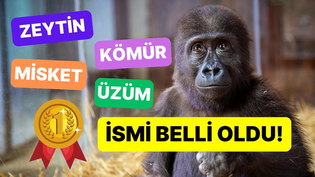 Havalimanında Bulunan Yavru Gorilin İsmi Belli Oldu!