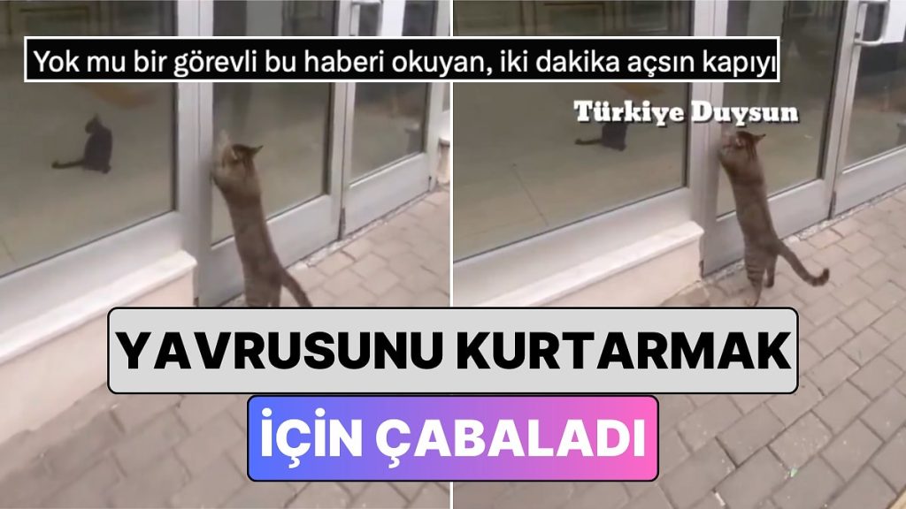 Bursa’da Bir Kedinin Postahanenin İçinde Mahsur Kalan Yavrusunu Kurtarmak İçin Verdiği Çaba Kalpleri Acıttı