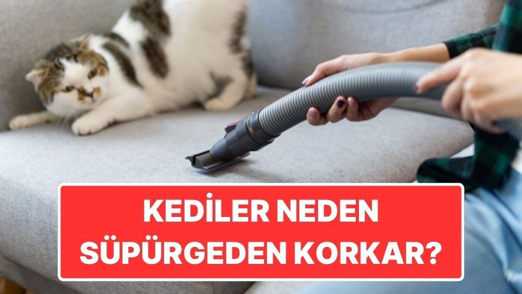 Kediler Elektrikli Süpürgeden Neden Delicesine Korkar?