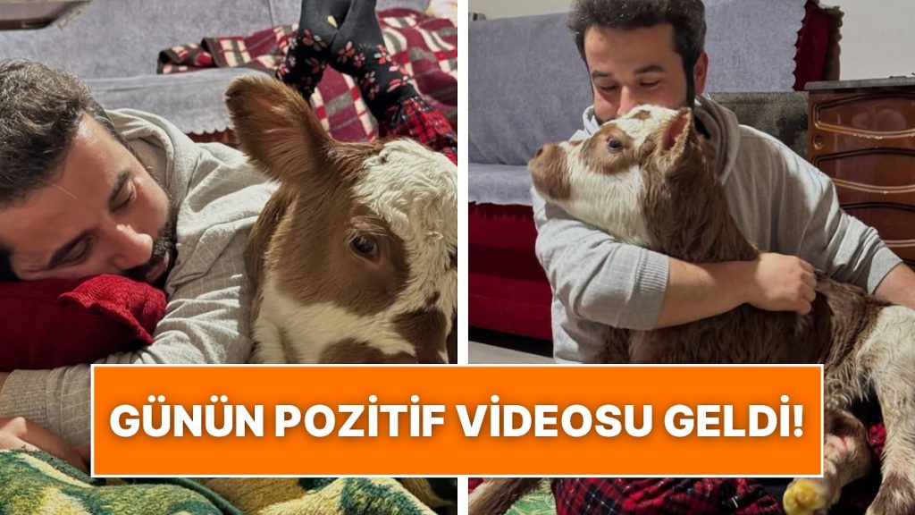 Yeni Doğan Buzağı ile Sahibinin İçimizi Isıtan Görüntüleri