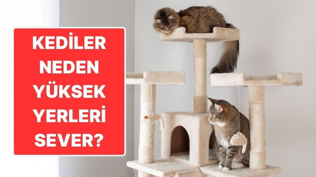 Kediler Neden Yüksek Yerlere Çıkmayı Seviyor?