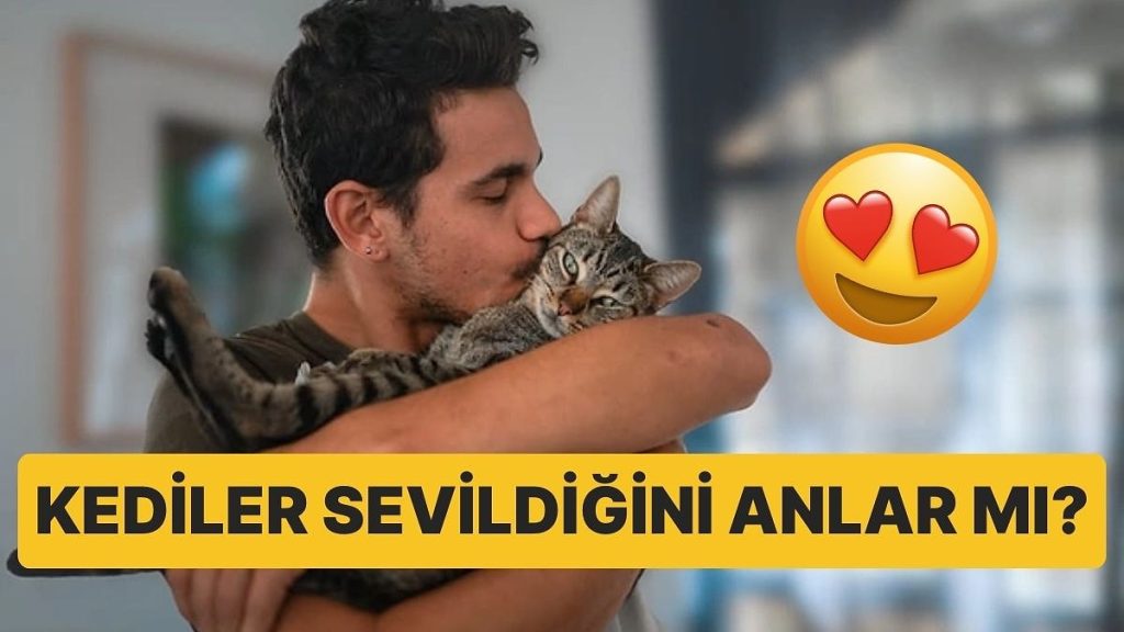 Biz Onları Sürekli Öpüyoruz Ama Kediler Sevildiğini Anlıyor mu?