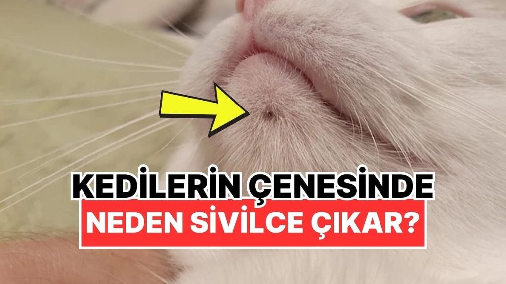 Kedilerin Çenelerinde Neden Siyah Nokta Gibi Küçük Sivilceler Çıkar?