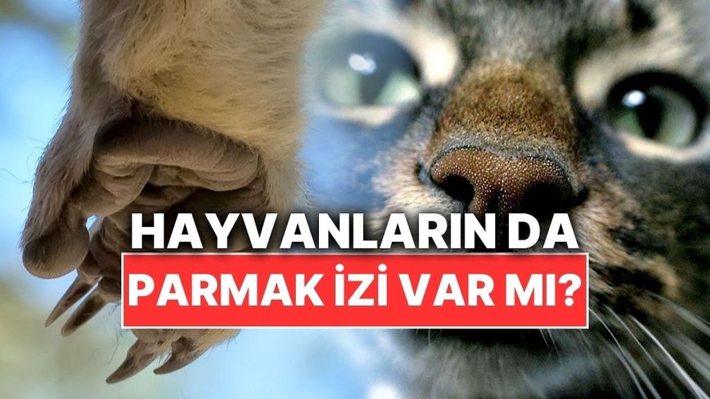 Hayvanların Parmak İzi Var mı?