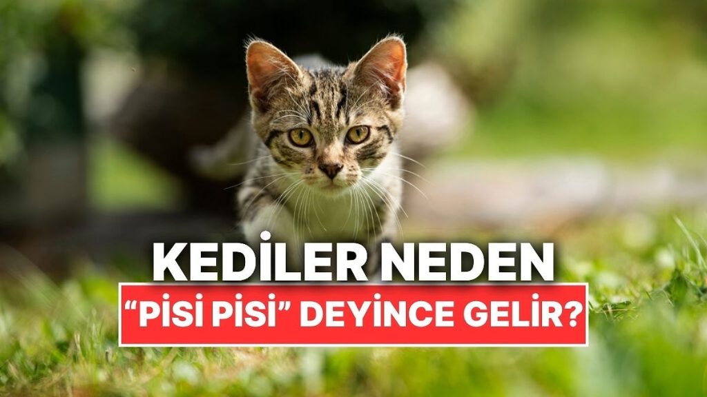 Kediler Neden Pisi Pisi Sesine Gelir?