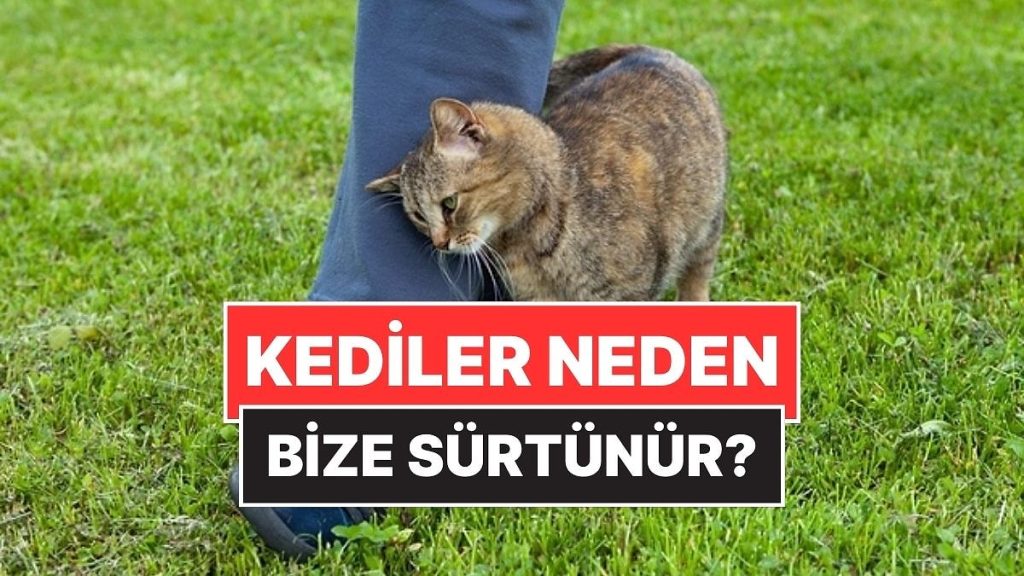 Kedilerin Bize Sürtünmesinin Ardındaki Kalp Eriten Sebep