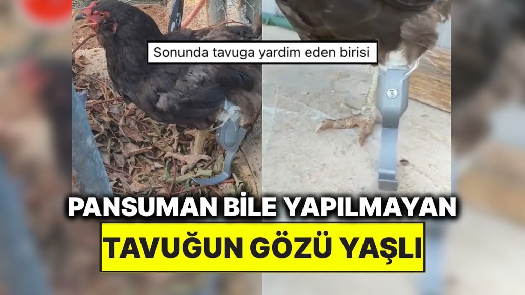3 Boyutlu Yazıcı ile Tavuğa Protez Ayak Yapıldı