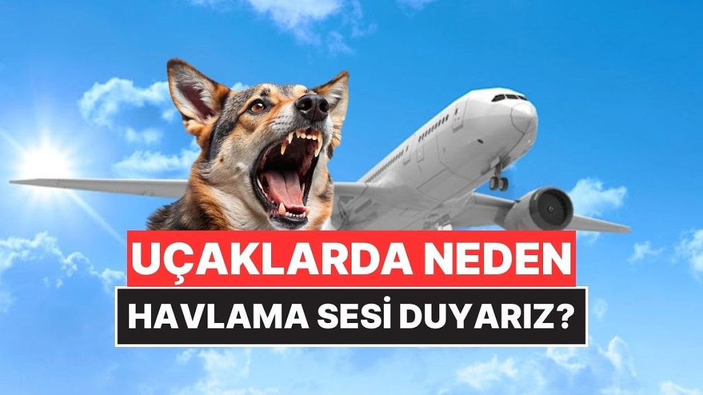 Uçaklarda Neden Havlama Sesi Duyarız?