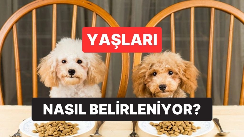Bir Köpek Yaşı, 7 İnsan Yaşına mı Eşit? Köpeklerin "İnsan Yaşı" Neye Göre Belirleniyor?
