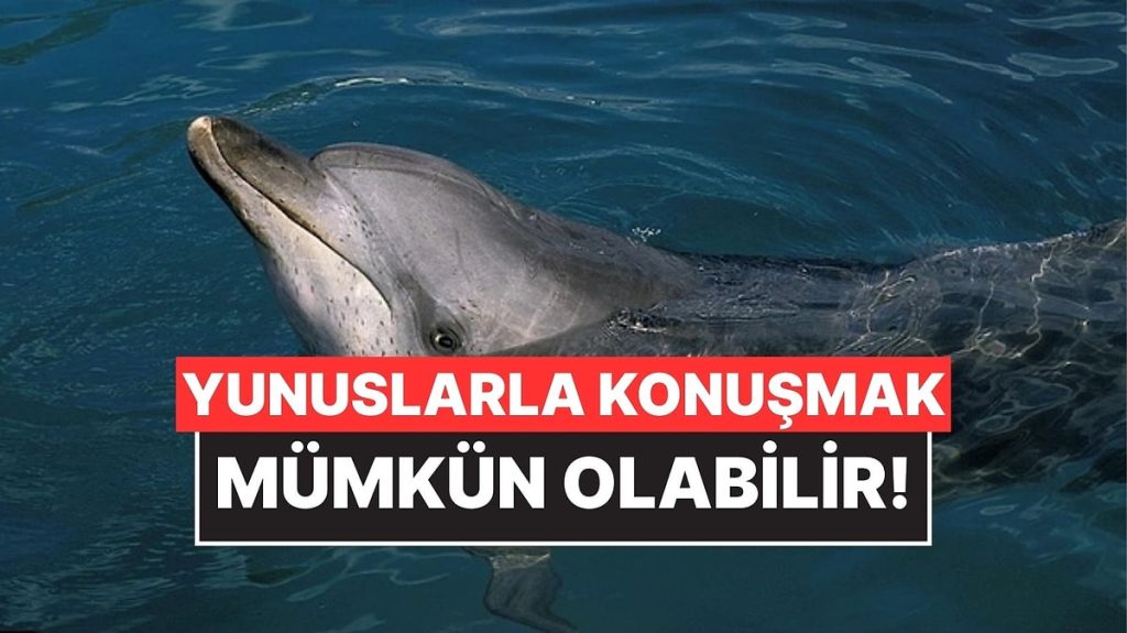 Google Yunuslarla İletişim Kurmak İçin Yapay Zeka Modeli Geliştirdi