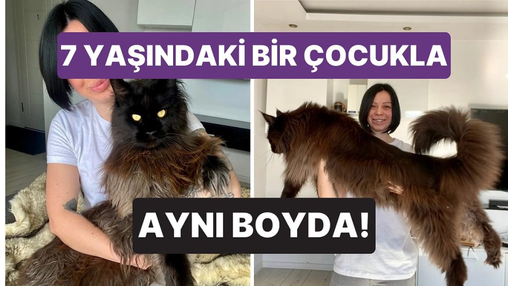İnternet Fenomeni Kedi Zeus! – Onedio