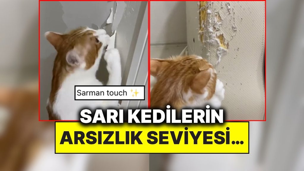 Evin Altını Üstüne Getiren Sarman Kedi