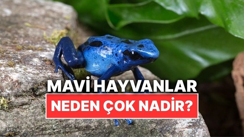Mavi Hayvan Neden Çok Nadir?