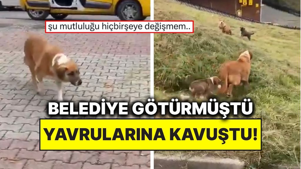 Belediye Almıştı: Anne Köpek Yavrularına Kavuştu