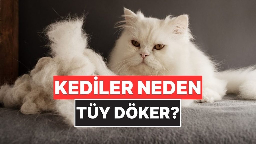 Kediler Neden Tüy Döker? – Onedio