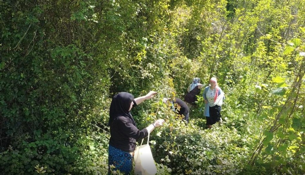 Doğanın şifalı otu: Sezonu başladı, faydaları saymakla bitmiyor! Halk ona ‘yeşil altın’ diyor