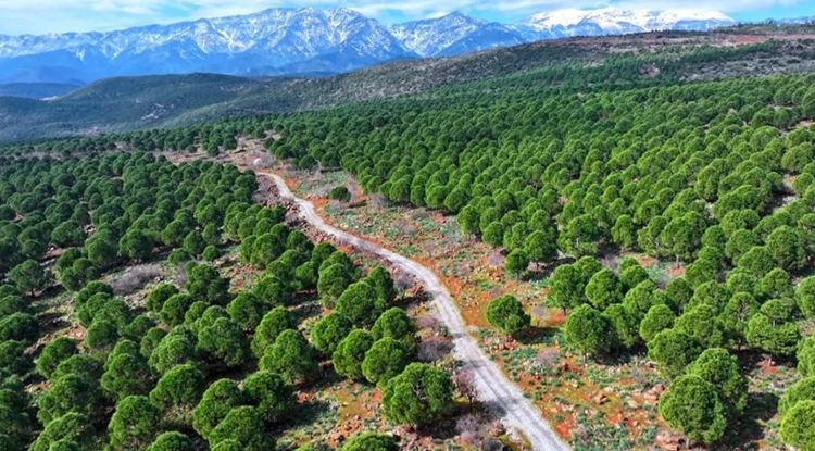 Hatay’da Ormanlık Alanlara Giriş Yasaklandı – Hatay’da Ormana Giriş Yasak Mı?