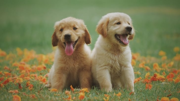 Köpekler gerçekte hangi duyguları yaşayabilir?