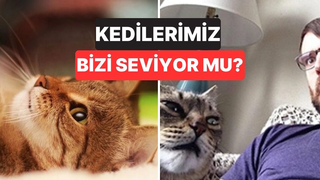 Kediler Sahiplerini Gerçekten Severler mi?