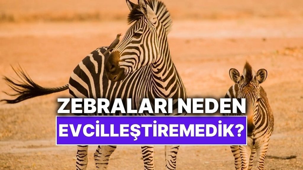 Zebraları Neden Süvari Hayvanı Olarak Kullanmadık?