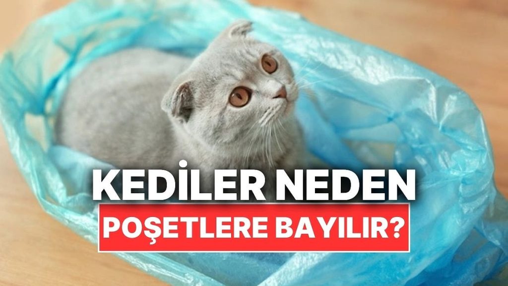 Kediler Neden Poşetleri Çok Sever?