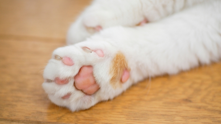 Kedi patilerinin sessiz adımları: Taban yastıklarının sırrı