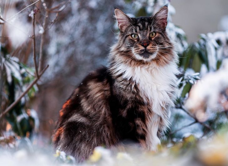 Maine Coon Kedisi Özellikleri ve Bakımı