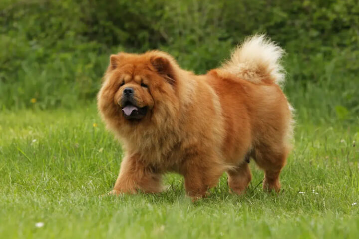 Çin Aslanı (Chow Chow) – Özellikleri, Bakımı ve Karakteri