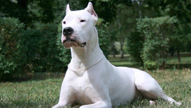 Dogo Argentino Özellikleri ve Bakımı: Bilmeniz Gerekenler